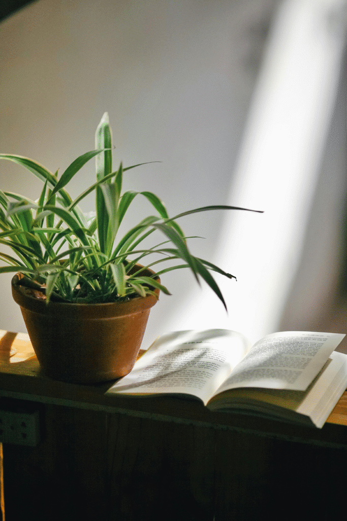 Common Indoor Plants for your home, that need Low-Maintenance