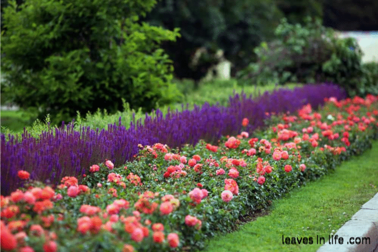 companion plants for roses that are benevolent and thriving
