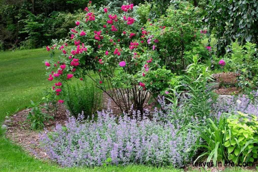 best companion shrubs that you can plant with roses.