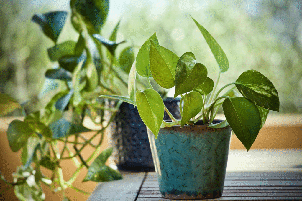 Common Indoor Plants for your home, that need Low-Maintenance Low-Maintenance