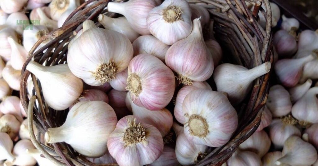 best vegetables to grow in October