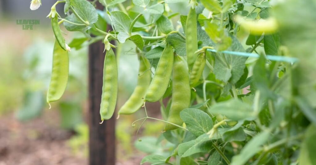 best vegetables to grow in October