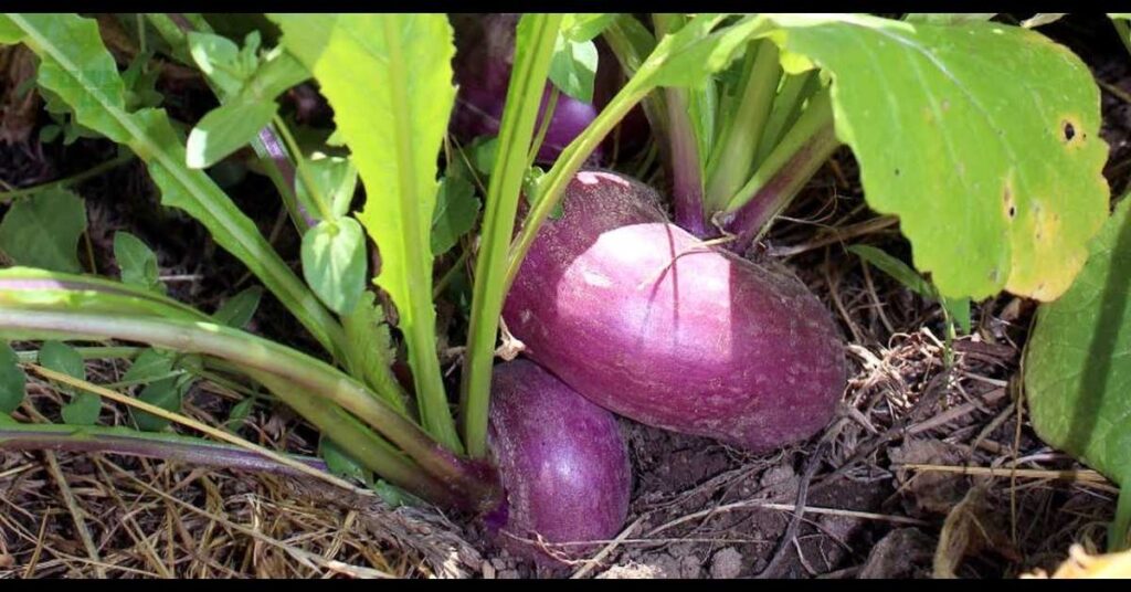 best vegetables to grow in October