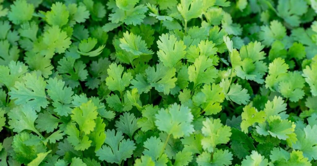 best vegetables to grow in October