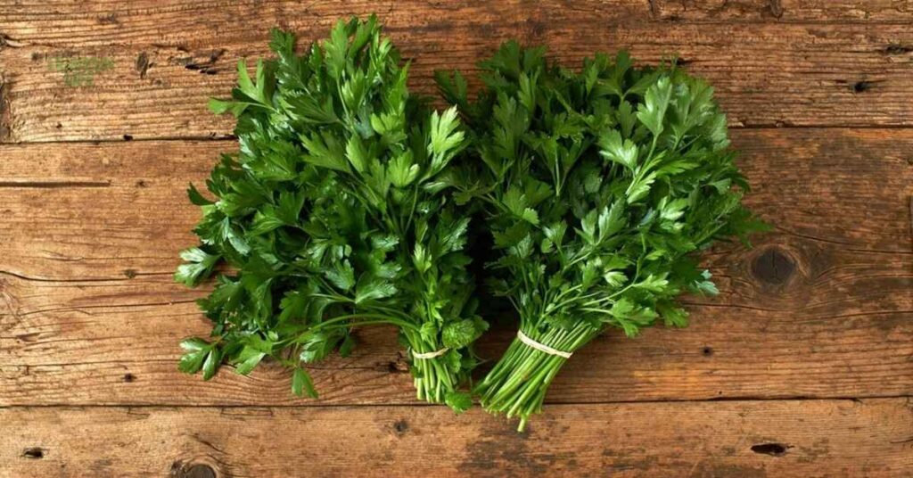 best vegetables to grow in October