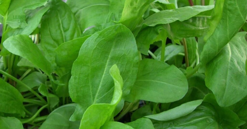 best vegetables to grow in October