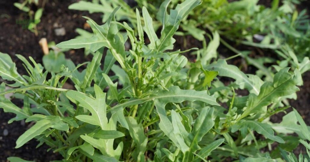 9 Best Vegetables to Grow in September
