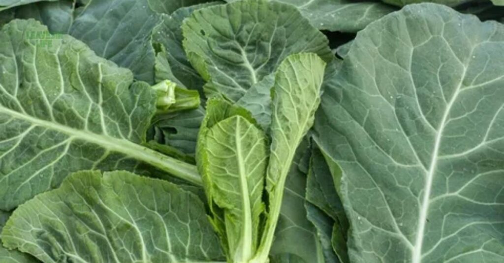9 best Vegetables to Grow in September