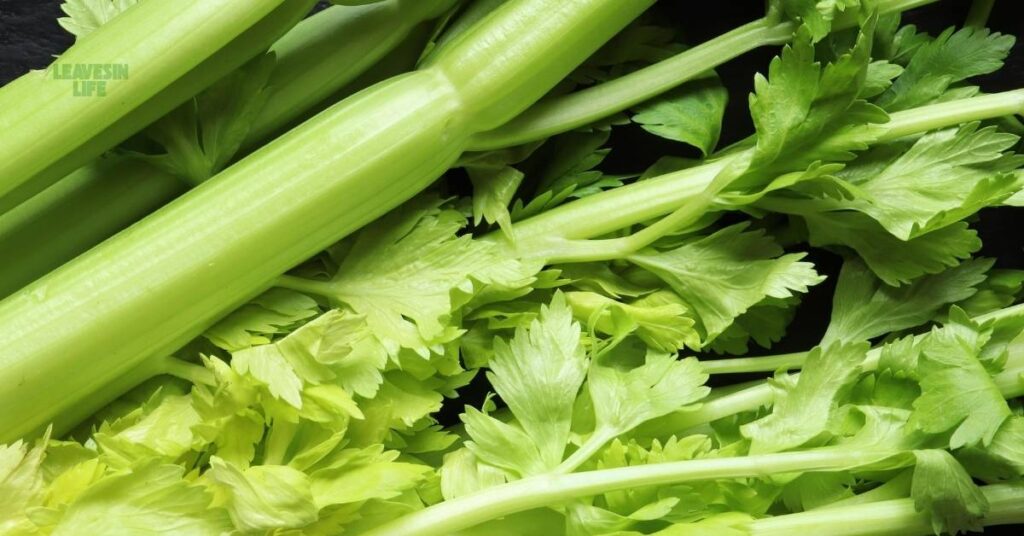 best vegetables to grow in September