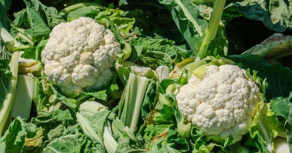 vegetables to plant in August