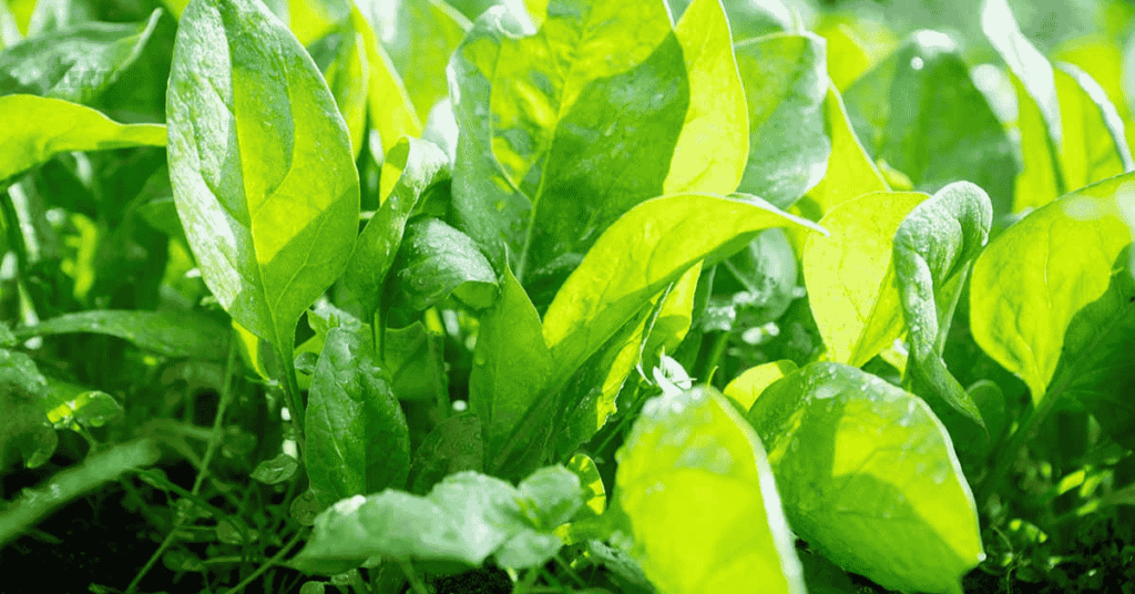 vegetables to plant in August