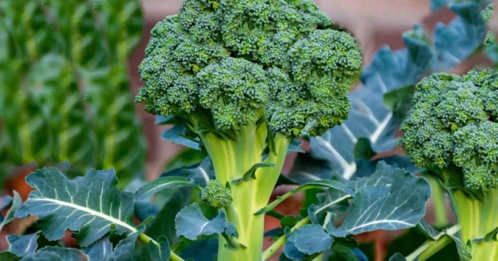 vegetables to plant in August