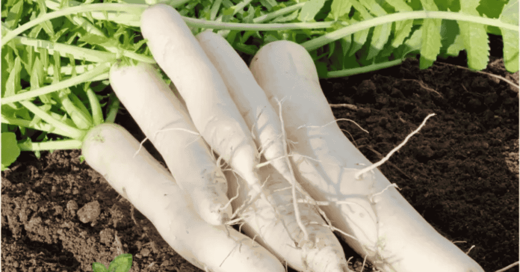 vegetables to plant in August