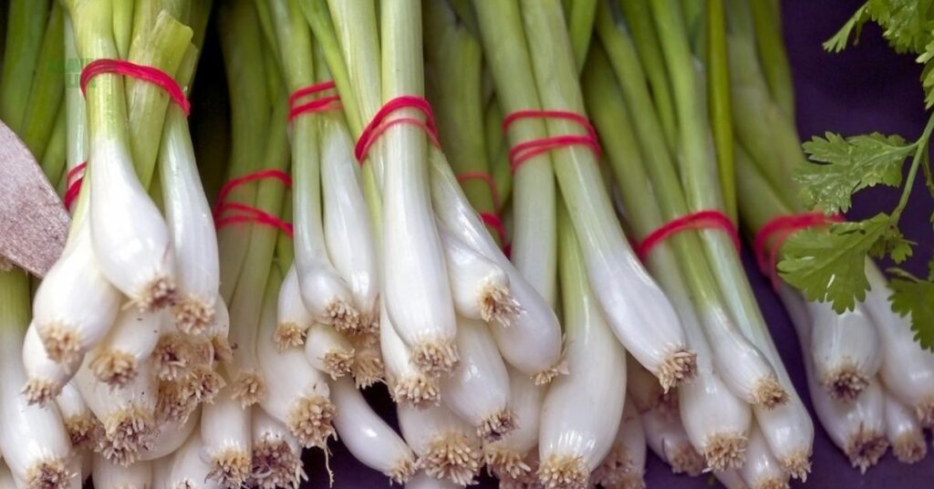 vegetables to plant in August