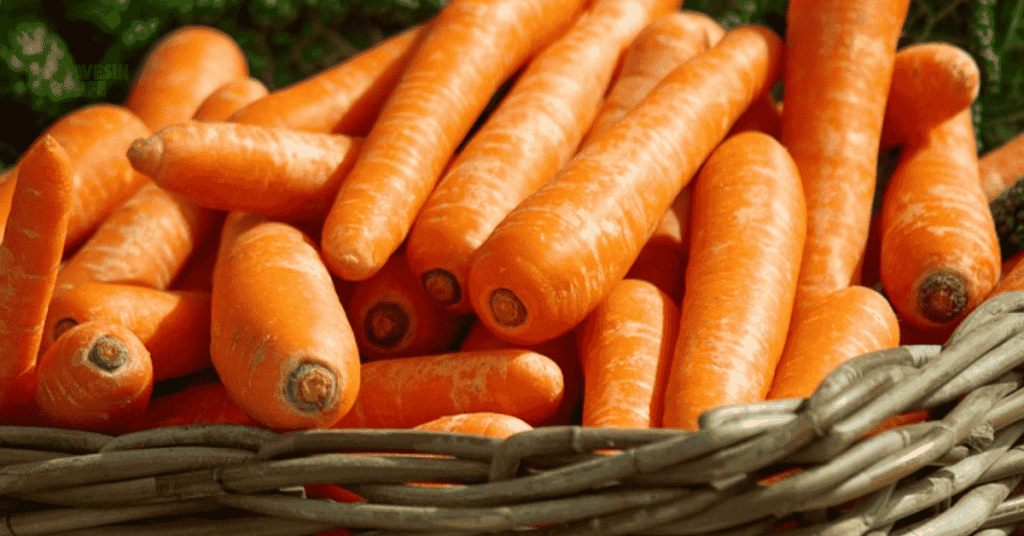 vegetables to plant in August