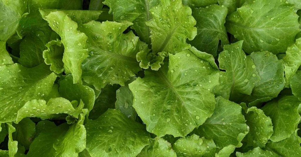 vegetables to plant in August