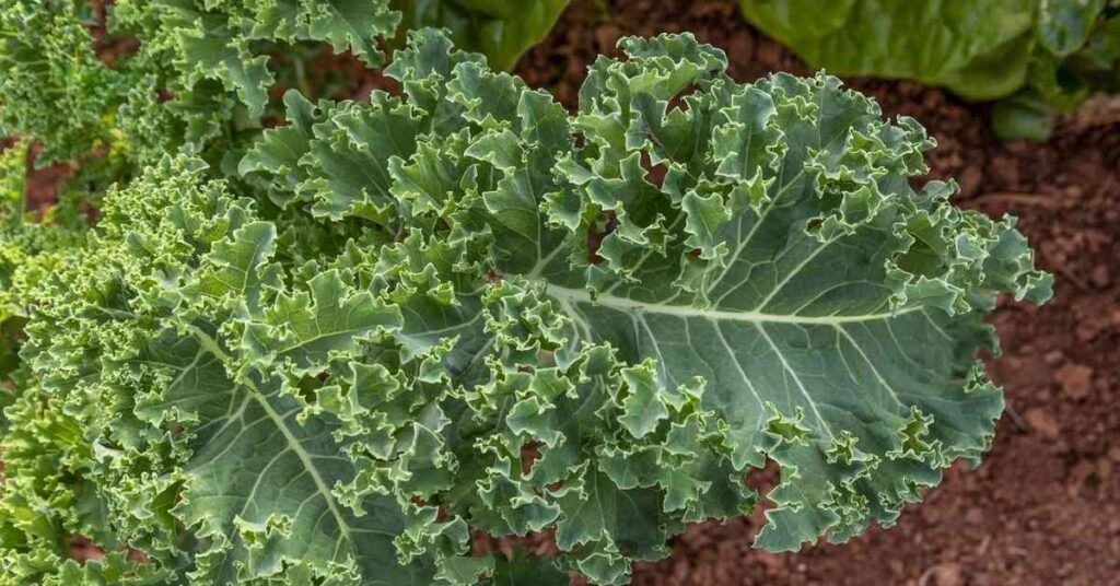 vegetables to plant in August
