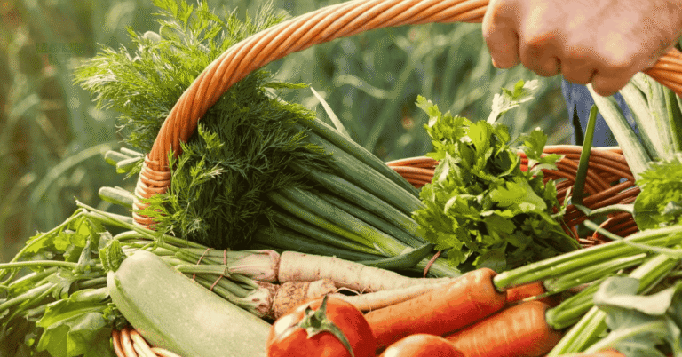 vegetables to plant in August