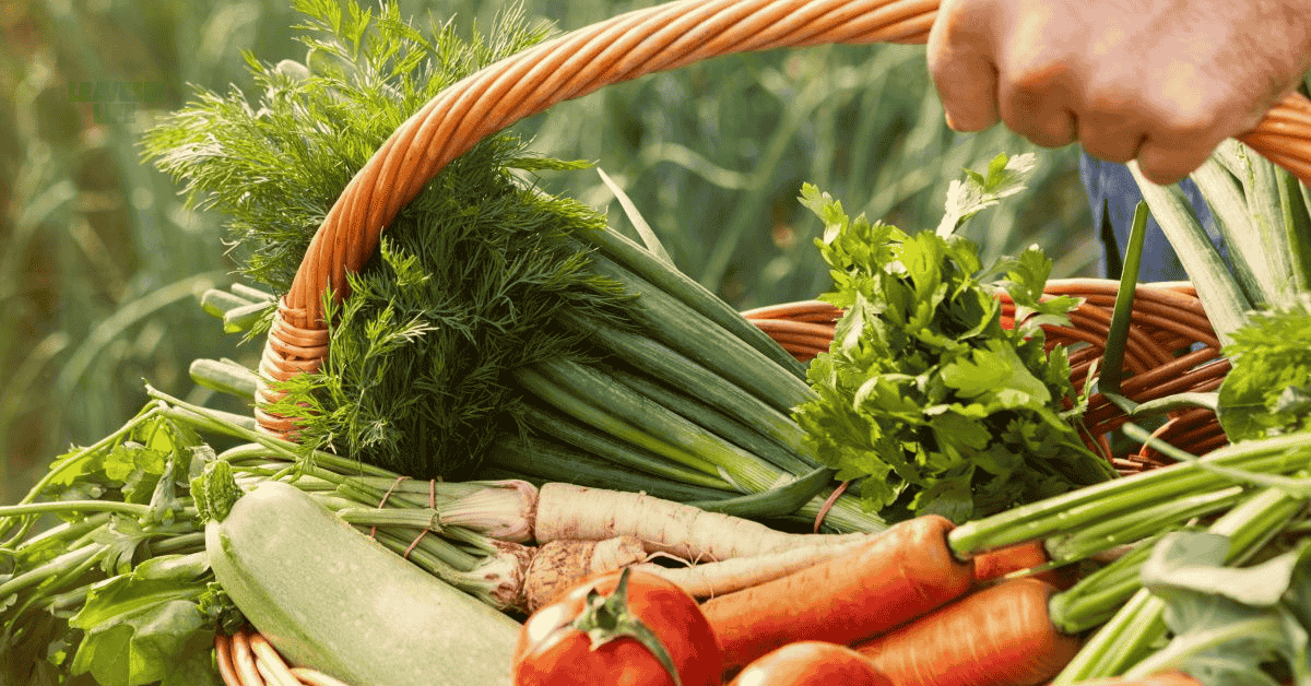 vegetables to plant in August