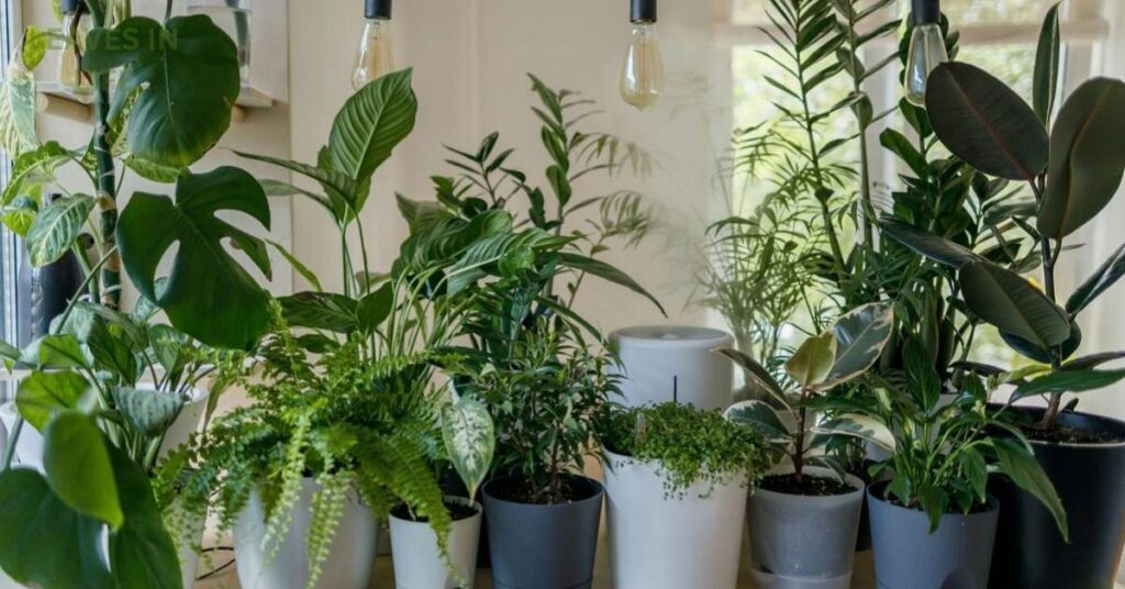 Air-Purifying Indoor Plants 
