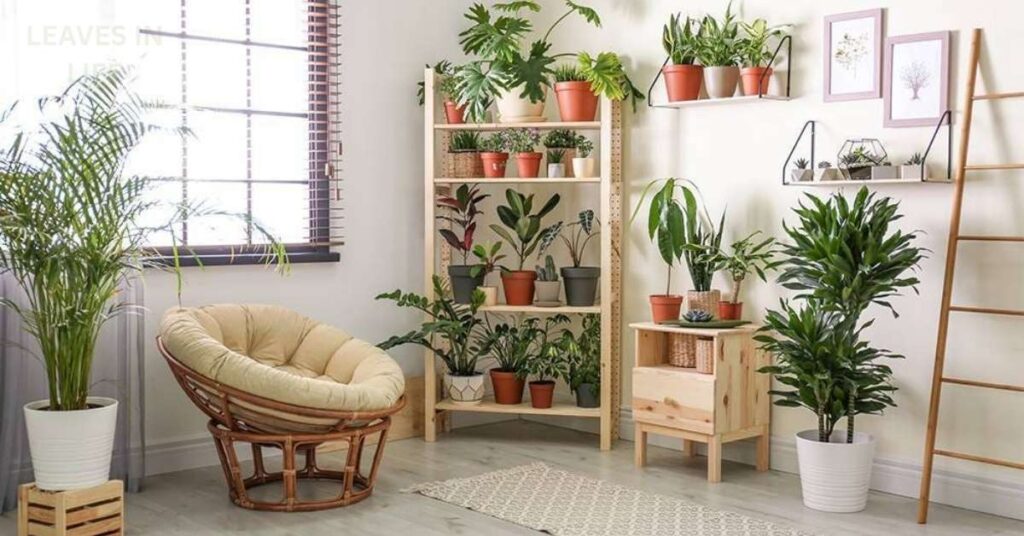 air-purifying indoor plants 