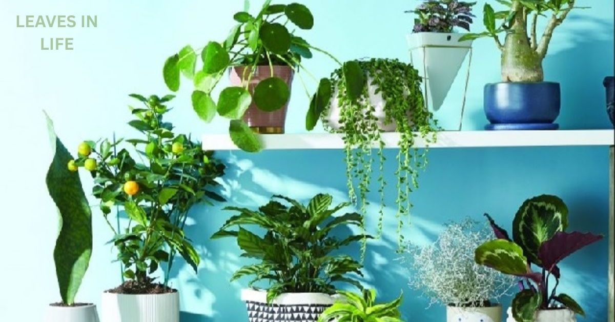 Air-Purifying Indoor Plants