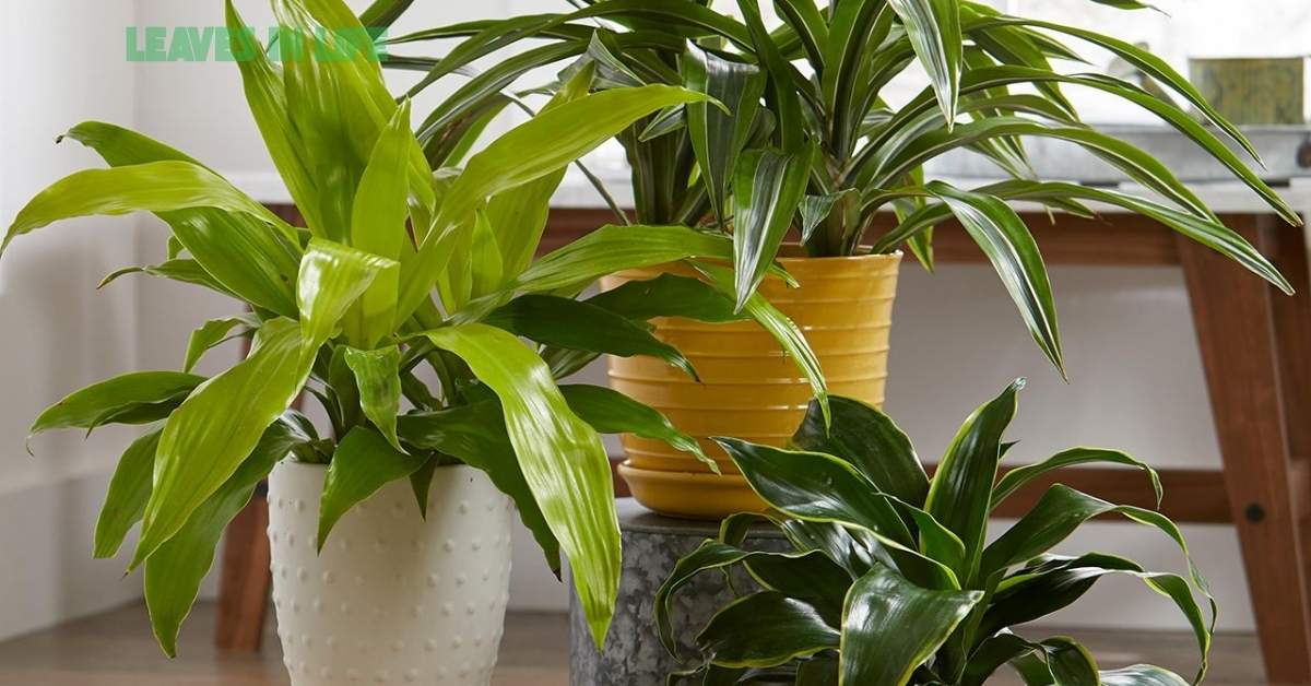Common Indoor Plants