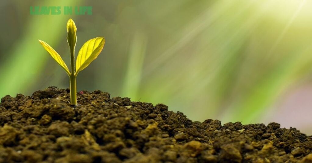 Gardening – Plant- Your- Free- Time- and -Give -Life -to -Some -Seeds gardening