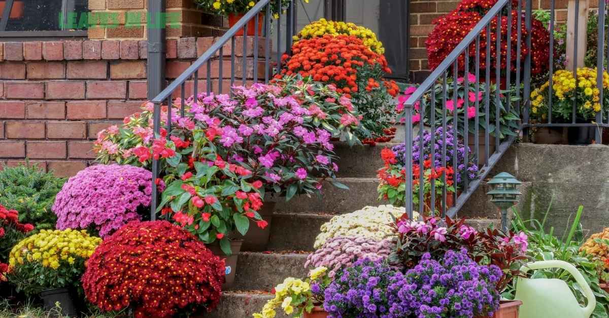 low maintenance outdoor plants