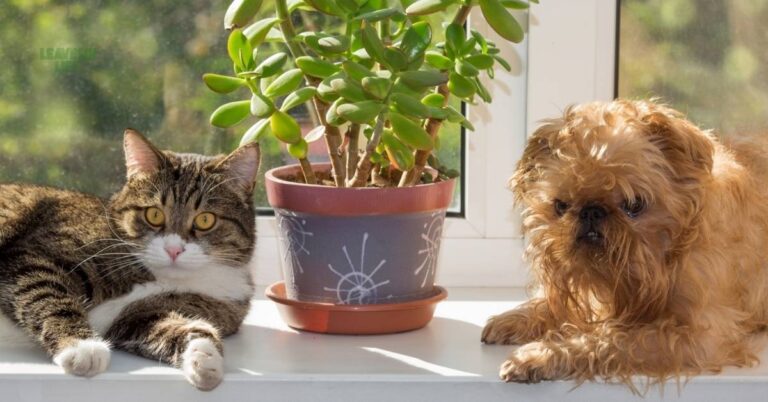 Pet-Friendly Indoor Plants and Fragrant Houseplants to Brighten Your Space