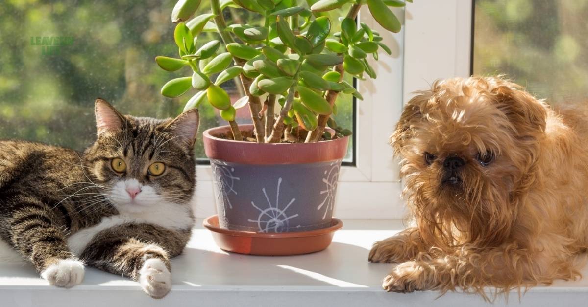 Pet-Friendly Indoor Plants and Fragrant Houseplants to Brighten Your Space