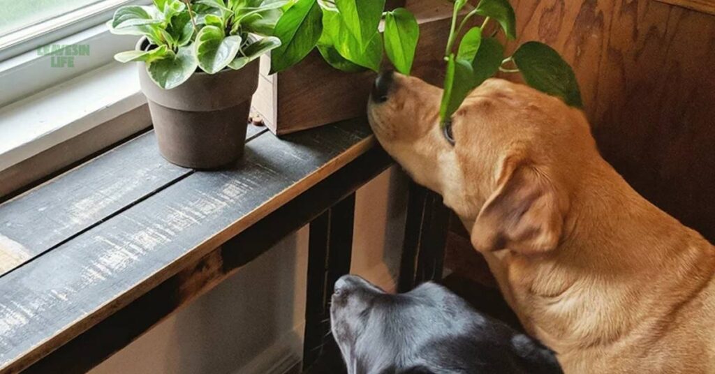 Pet-Friendly Indoor Plants