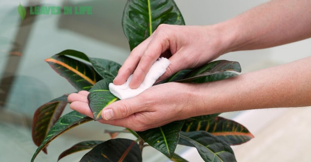 Pet-Friendly-Indoor-Plants-and-Fragrant-Houseplants-to-Brighten-Your-Space Pet Friendly Indoor Plants