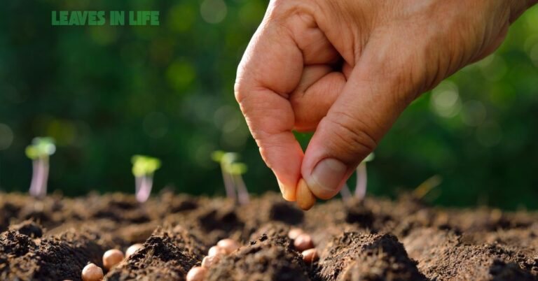 Gardening – Plant Your Free Time and Give Life to Some Seeds
