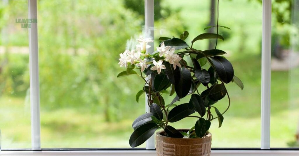 pet-friendly indoor plants