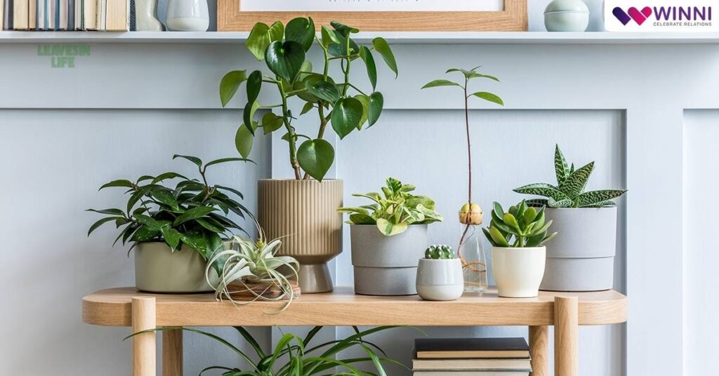 pet-friendly indoor plants