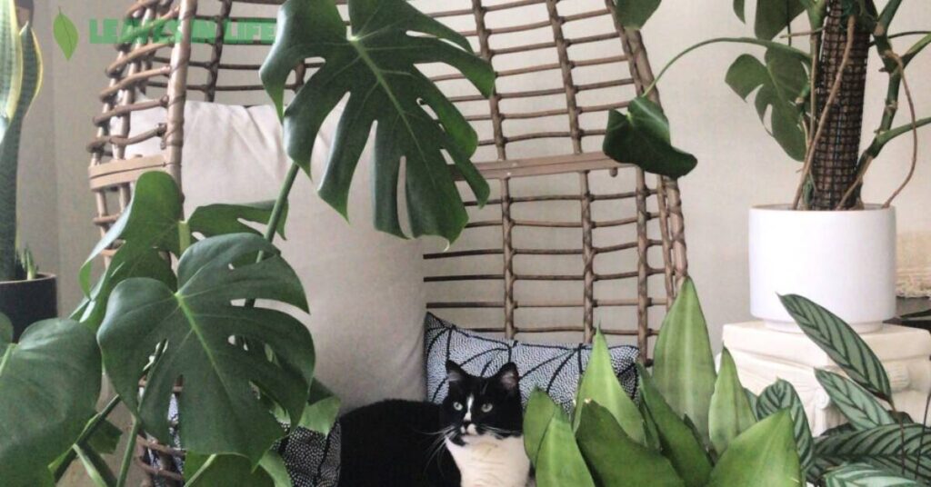 Pet-Friendly-Indoor-Plants-and-Fragrant-Houseplants-to-Brighten-Your-Space Pet Friendly Indoor Plants