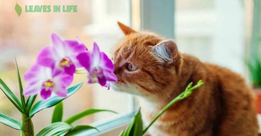 Pet-Friendly-Indoor-Plants-and-Fragrant-Houseplants-to-Brighten-Your-Space Pet Friendly Indoor Plants