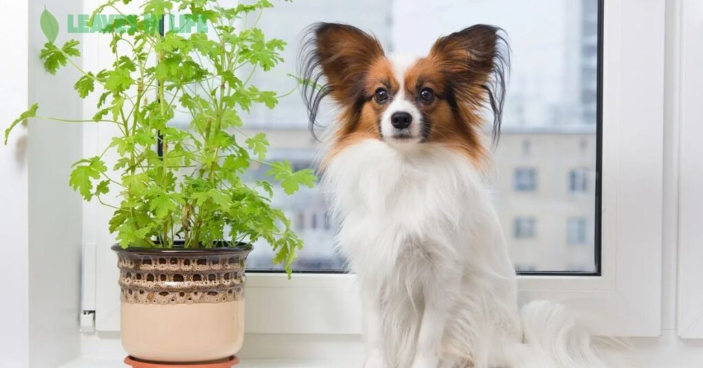 Pet-Friendly-Indoor-Plants-and-Fragrant-Houseplants-to-Brighten-Your-Space Pet Friendly Indoor Plants