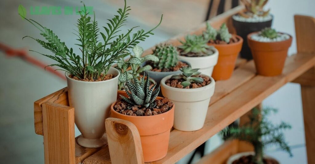 Pet-Friendly-Indoor-Plants-and-Fragrant-Houseplants-to-Brighten-Your-Space Pet Friendly Indoor Plants