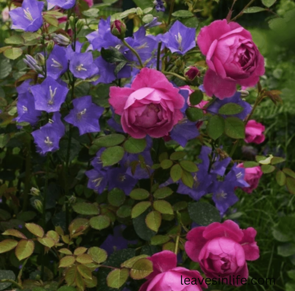 bell flowers with roses