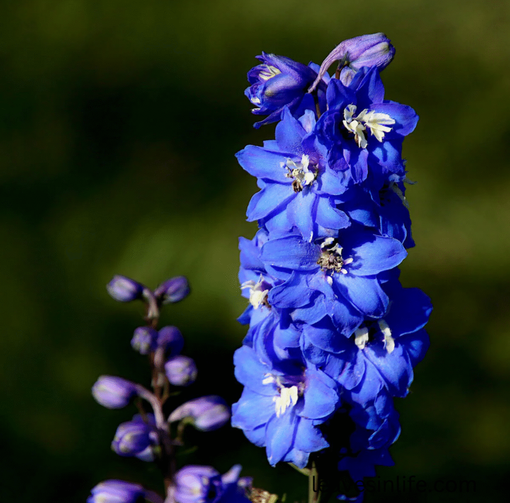 delphinium flowers