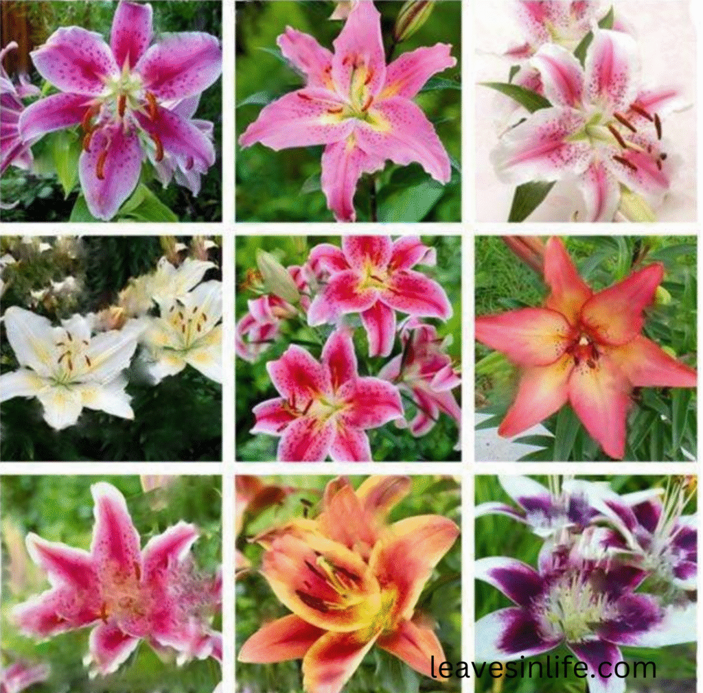 different types of lilies