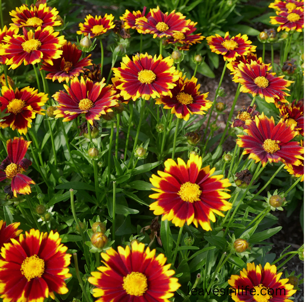 tickseed flowers