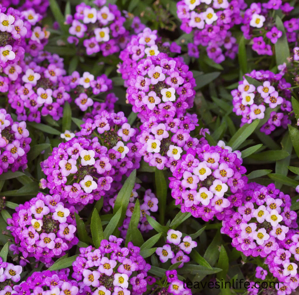 alyssum flowers