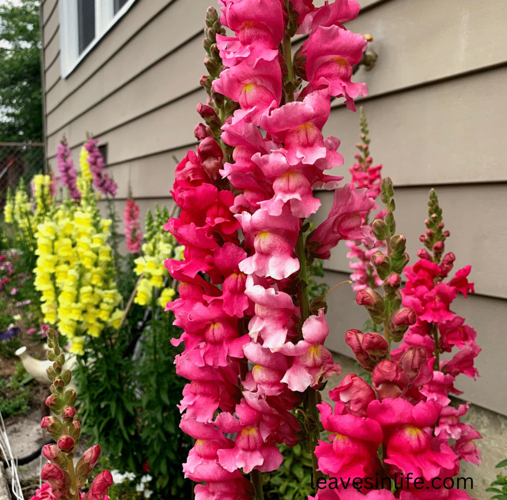 snapdragon varieties