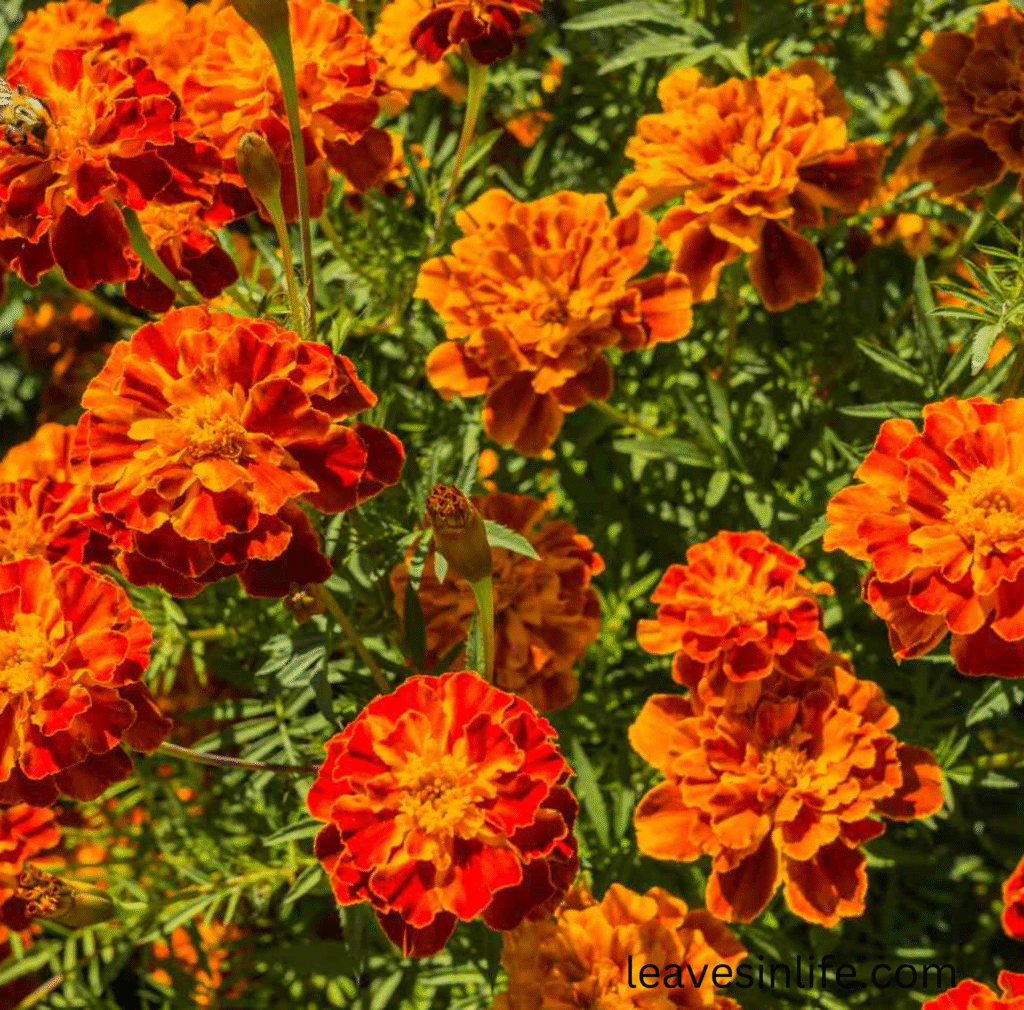 marigold flowers