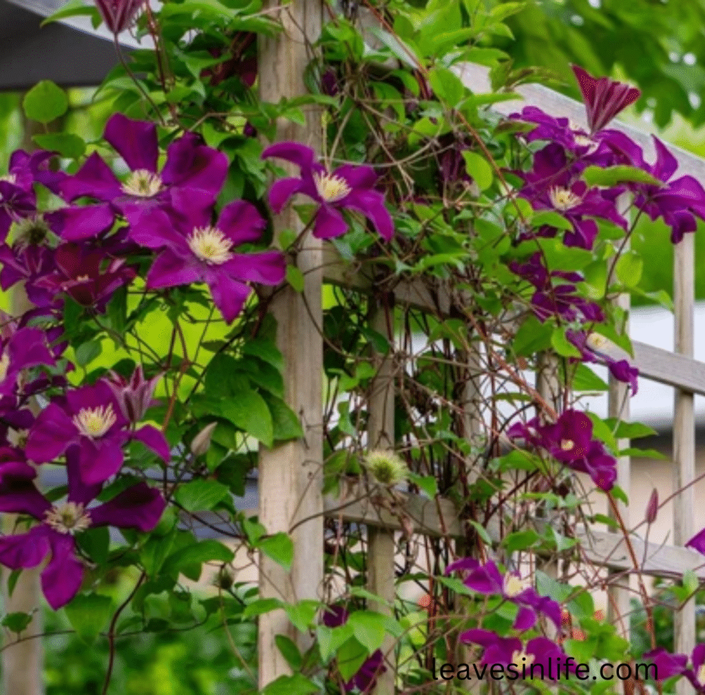 blooming clematis