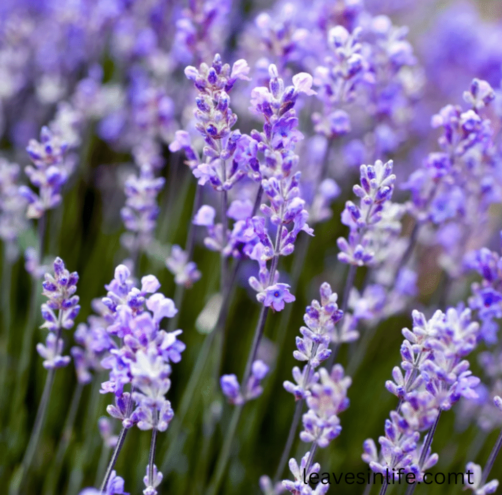 lavender plant 