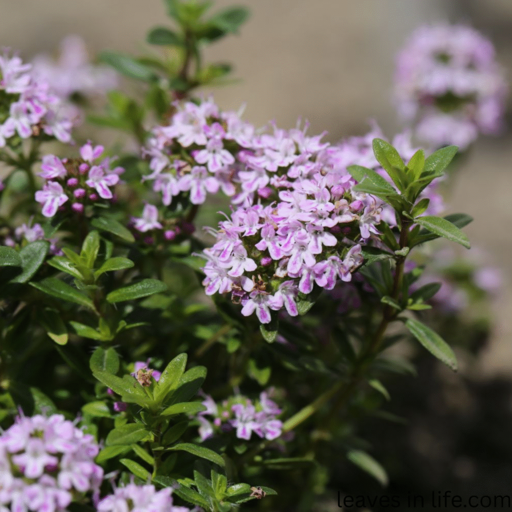 thyme plant and flowers